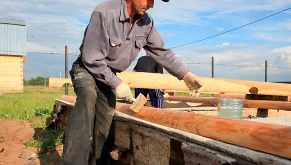 Вредители древесины и борьба с ними