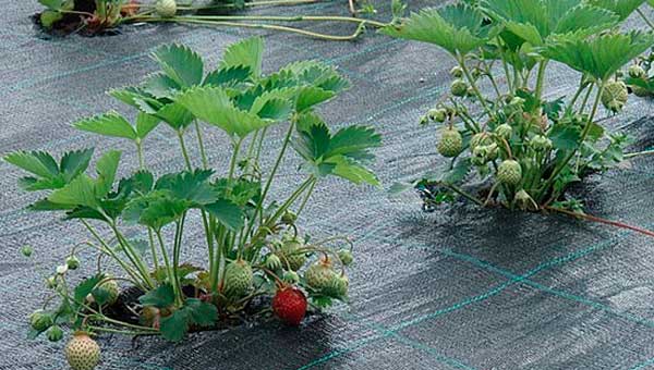 Что такое геотекстиль