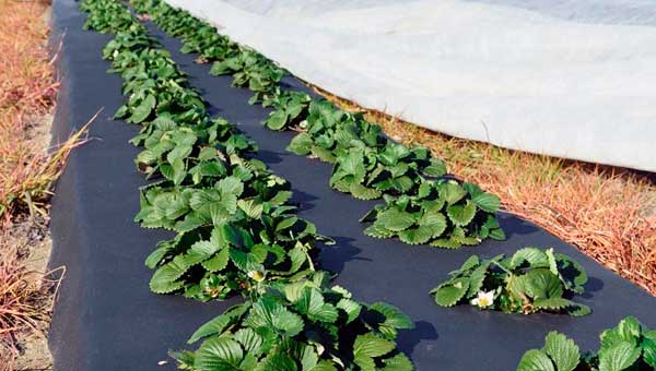 Что такое геотекстиль и его применение на дачном участке